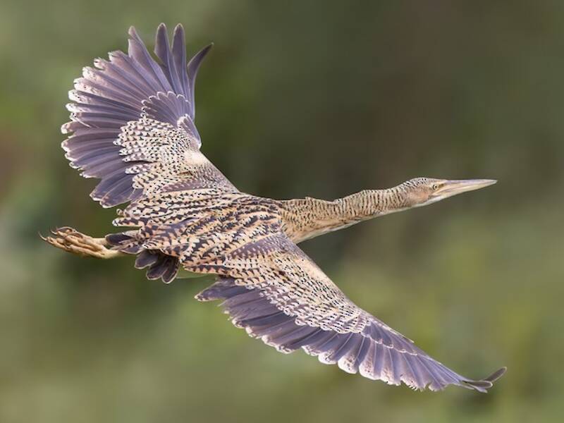 Pinnated Bittern, Photos 4