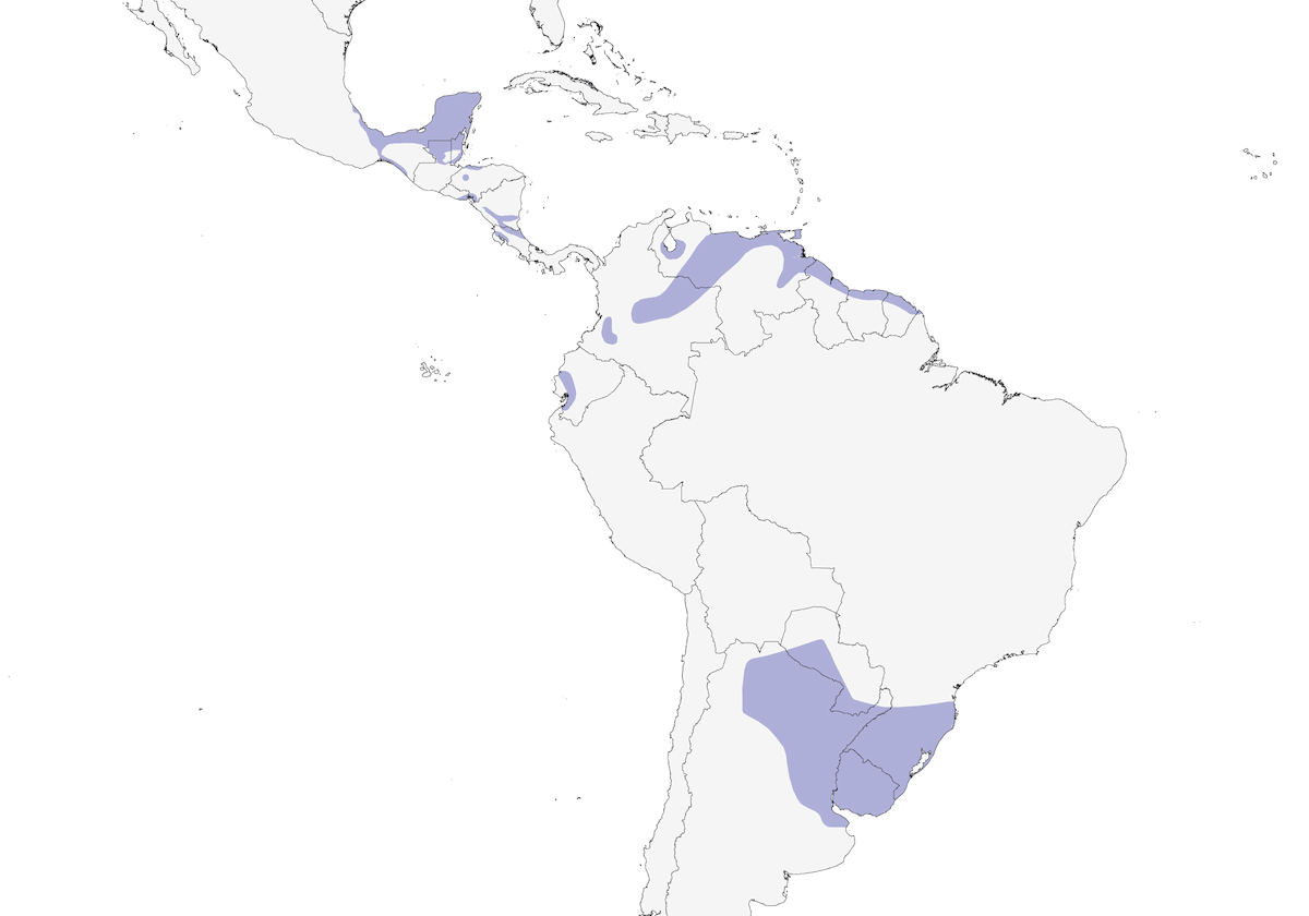 Pinnated Bittern, Distribution 1