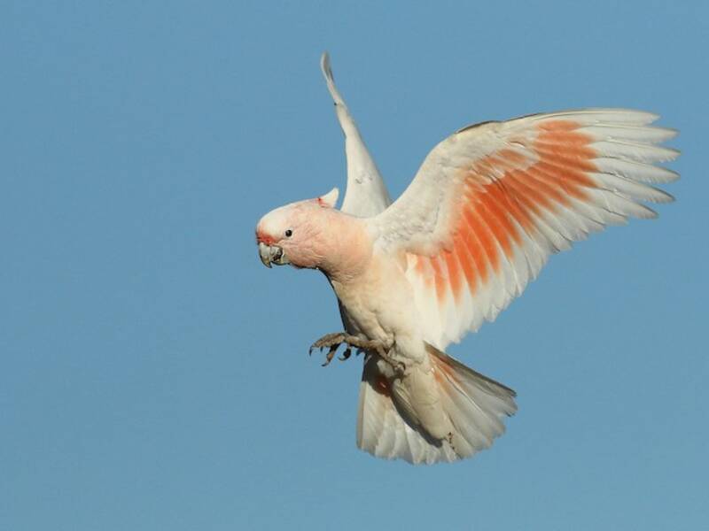 Pink Cockatoo, 照片 4
