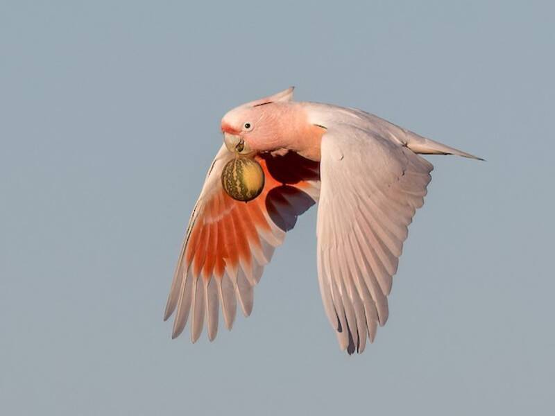 Pink Cockatoo, 照片 3