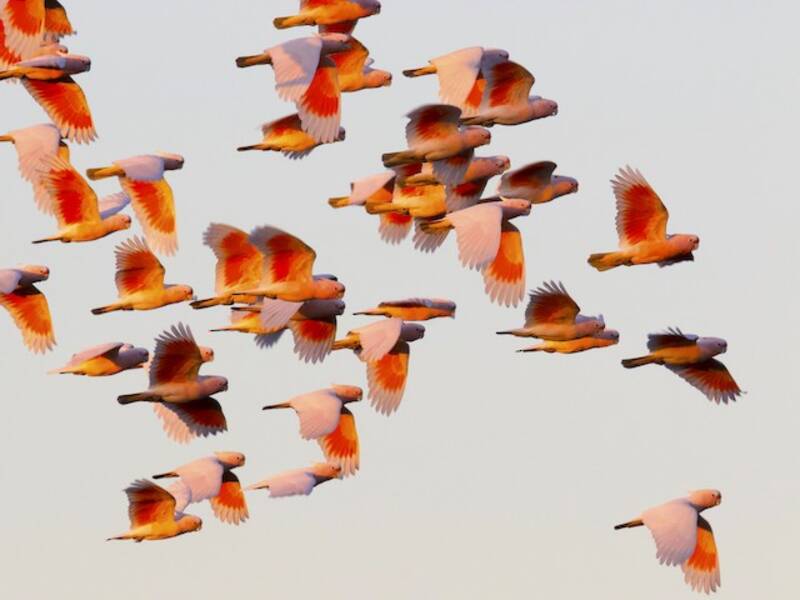 Pink Cockatoo, 照片 2