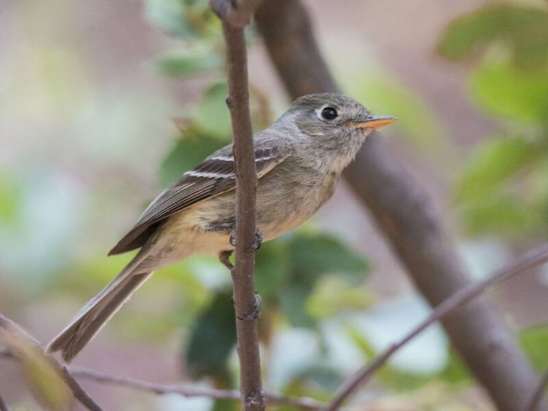 Pine Flycatcher