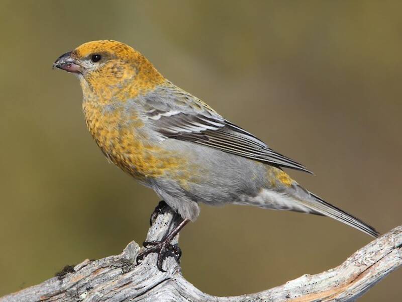 Pine Grosbeak