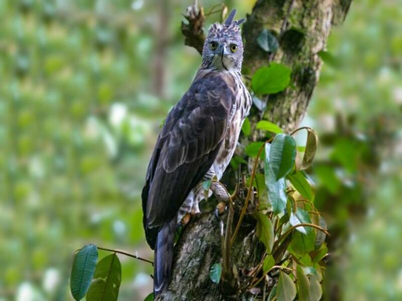 Pinsker-Philippinenadler, Fotos 4