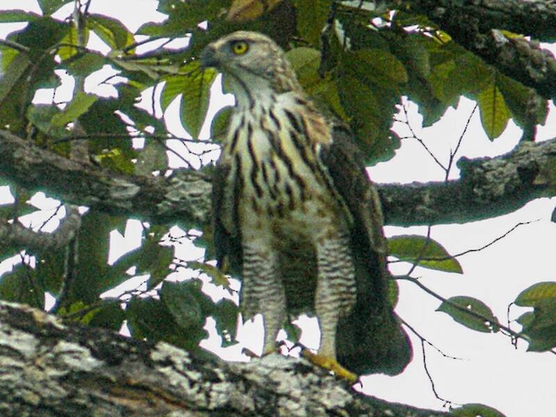Pinsker-Philippinenadler, Fotos 3