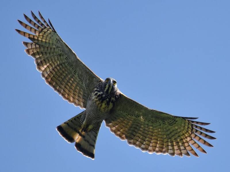 Pinsker-Philippinenadler, Fotos 2