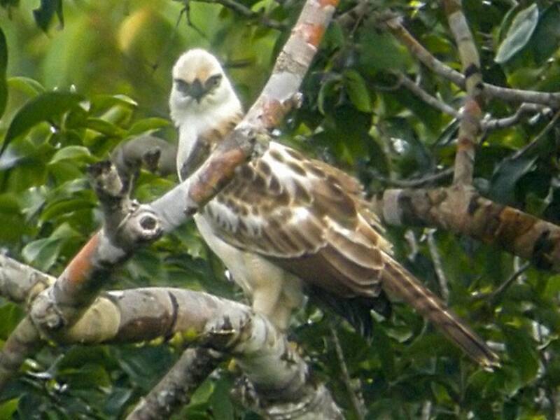 Pinsker-Philippinenadler