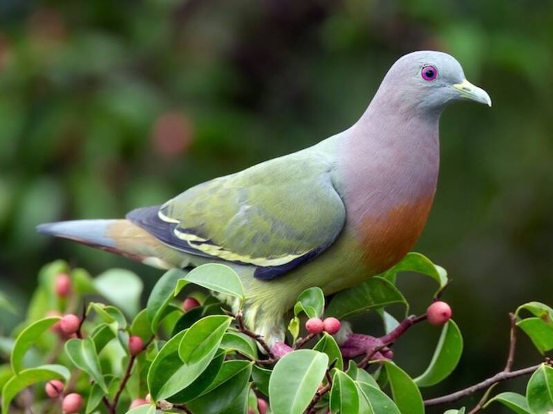 Pink-necked Green-Pigeon (Treron vernans)