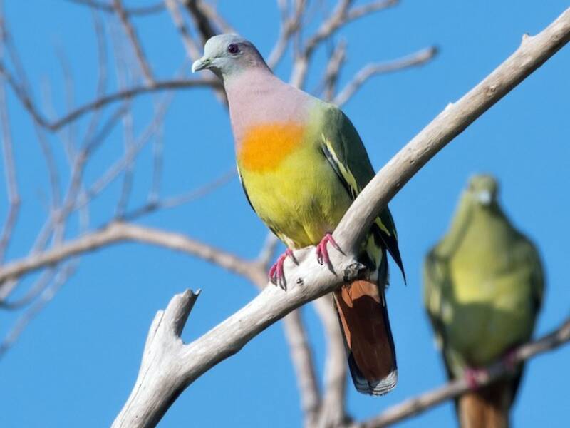 Pink-necked Green-Pigeon, Photos 3