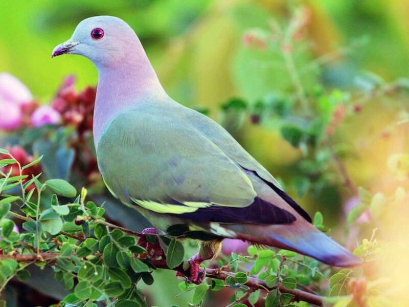 Pink-necked Green-Pigeon, Photos 2