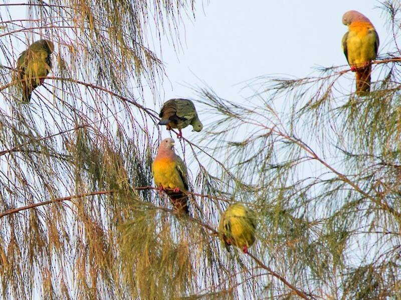 Pink-necked Green-Pigeon, Photos 4