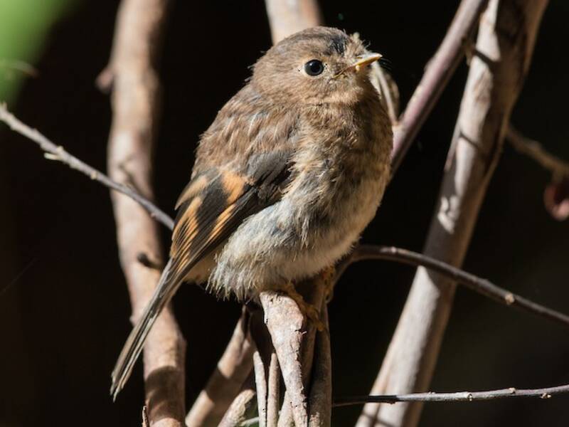 Pink Robin