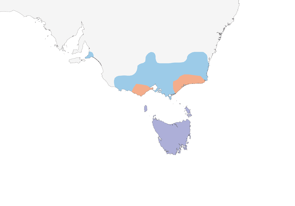 Miro incarnat, Distribution 1