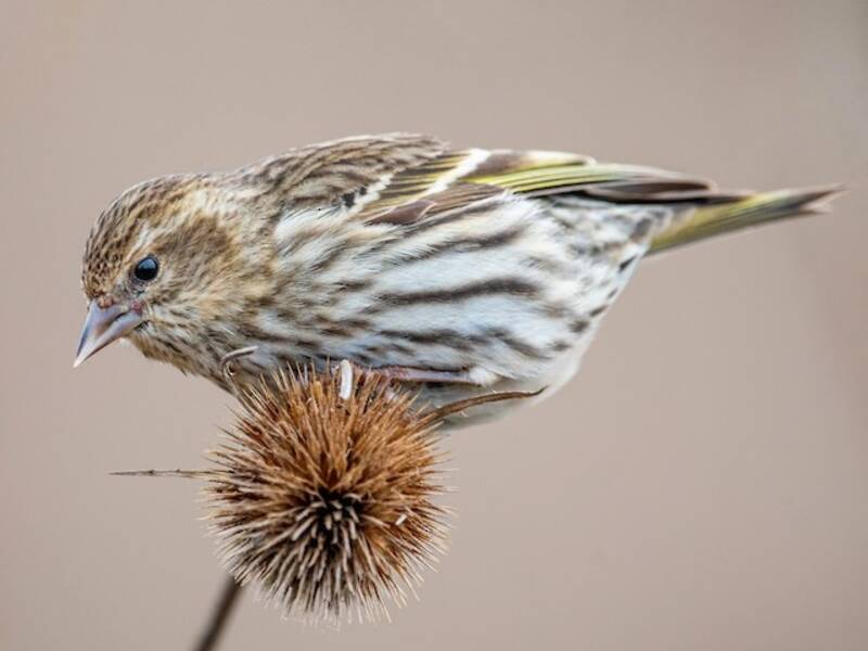 Tarin des pins