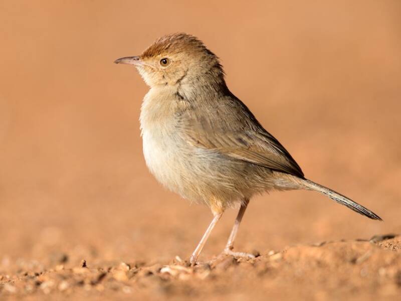 Cisticola nucacastana