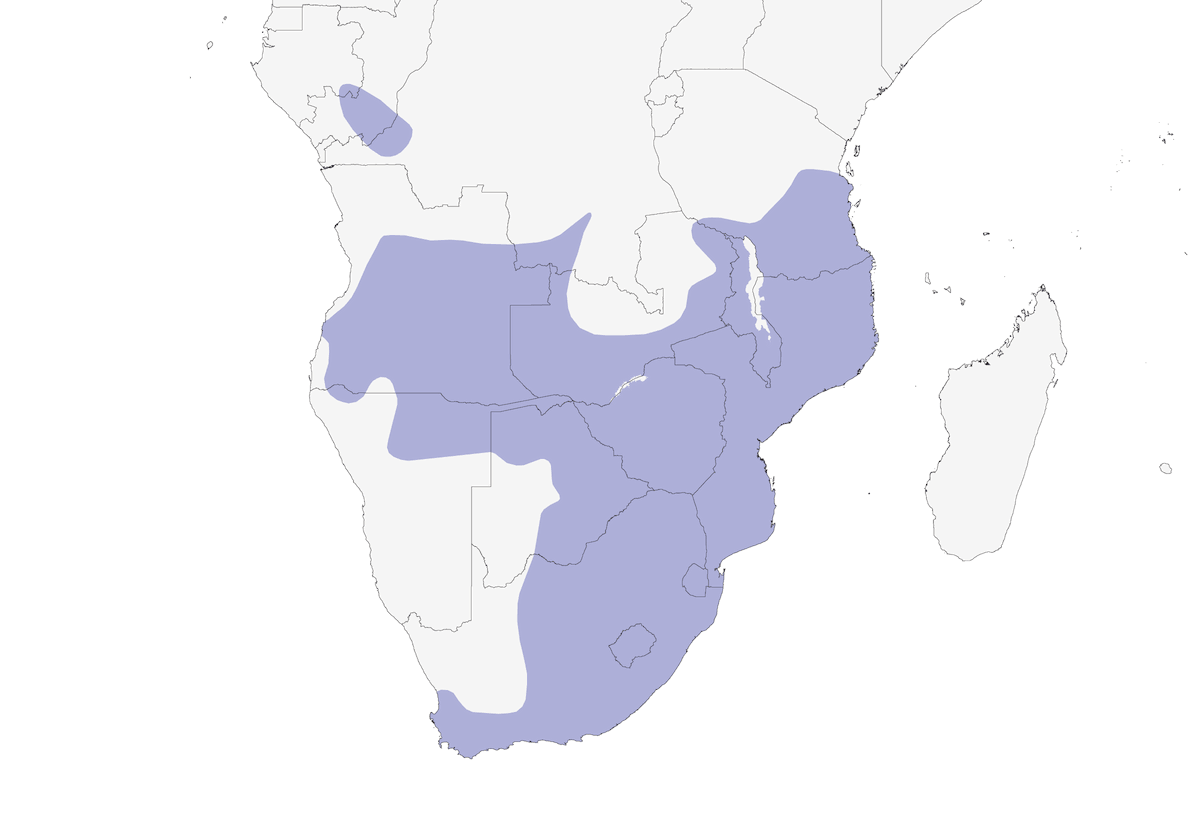 Cisticole siffleuse, Distribution 1