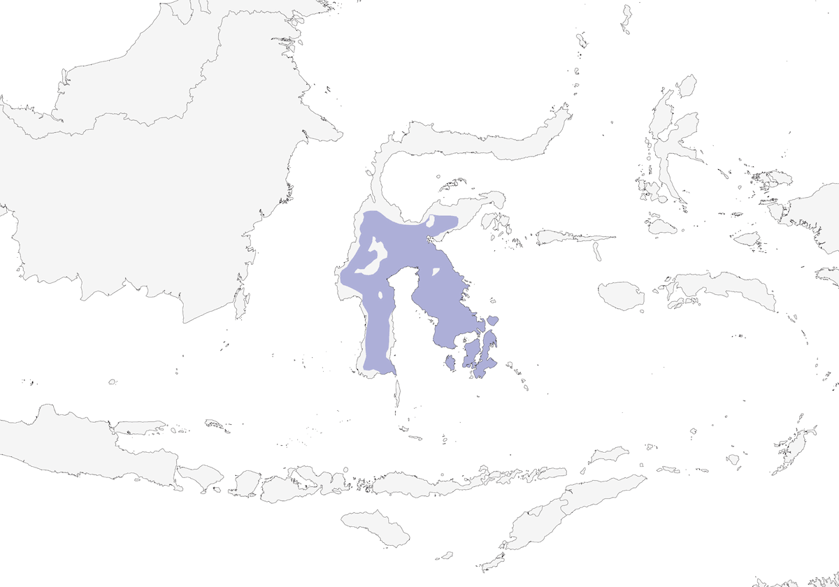 Corneille des Célèbes, Distribution 1