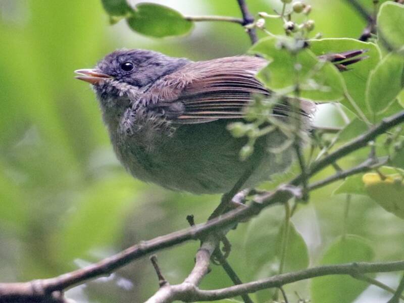 Pipipi (Mohoua novaeseelandiae)