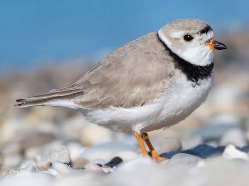 Piping Plover (Charadrius melodus)
