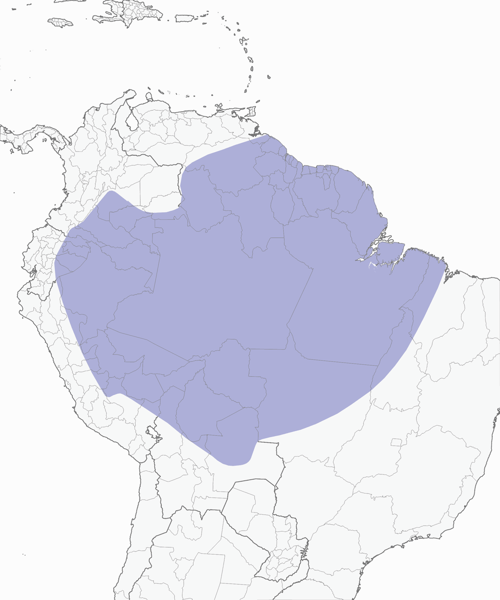 Becard gola rosa, Distribuzione 1