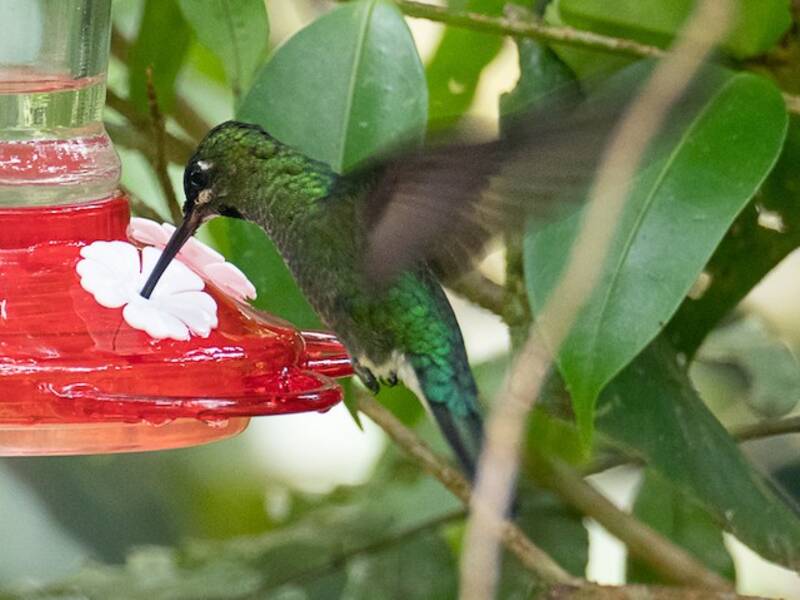 Pink-throated Brilliant, Photos 2