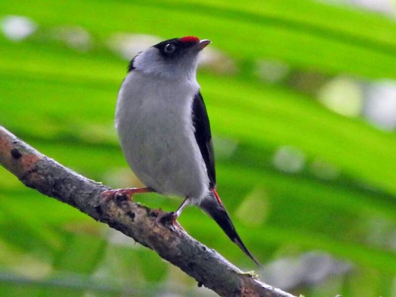 Pin-tailed Manakin, Photos 4
