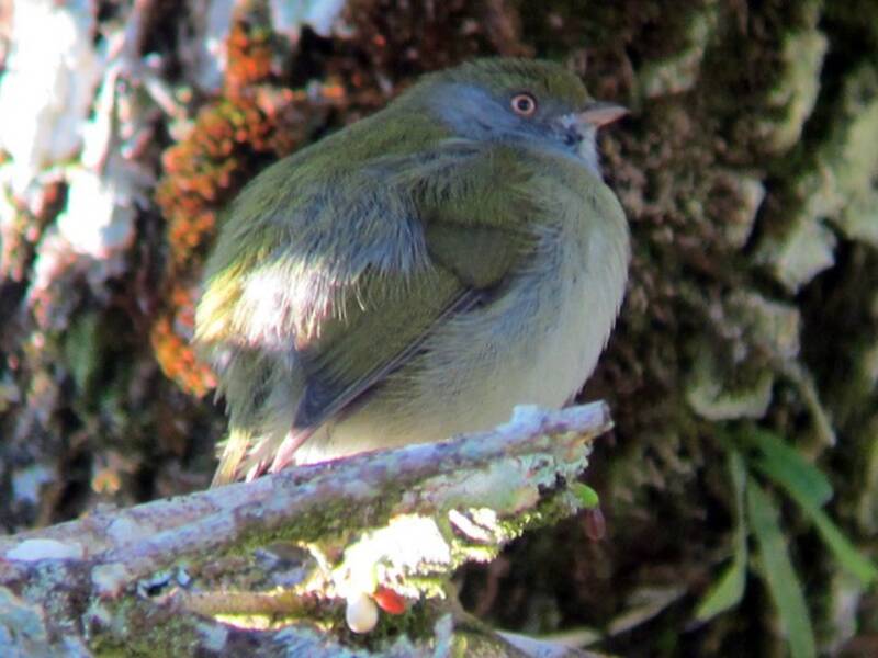 Pin-tailed Manakin, Photos 3