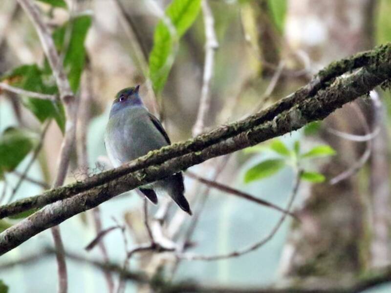 Pin-tailed Manakin, Photos 2