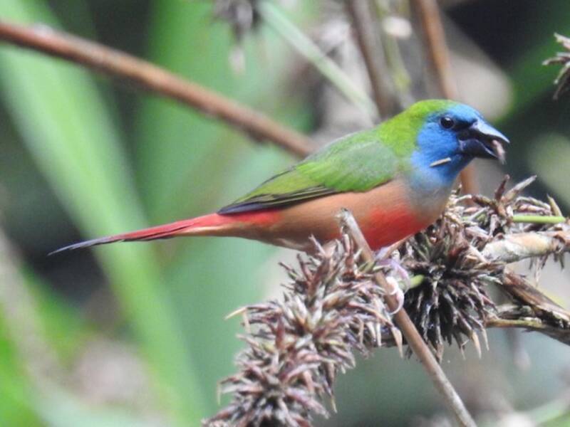 Pin-tailed Parrotfinch