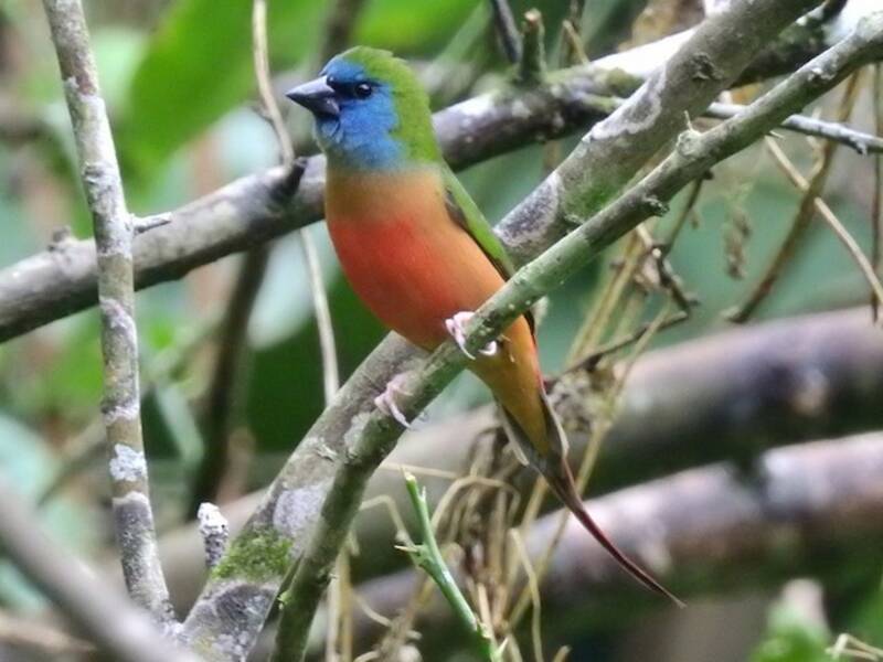 Pin-tailed Parrotfinch, Photos 2