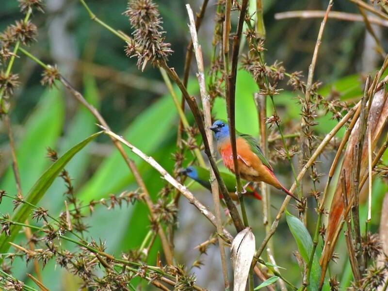 Pin-tailed Parrotfinch, Photos 4