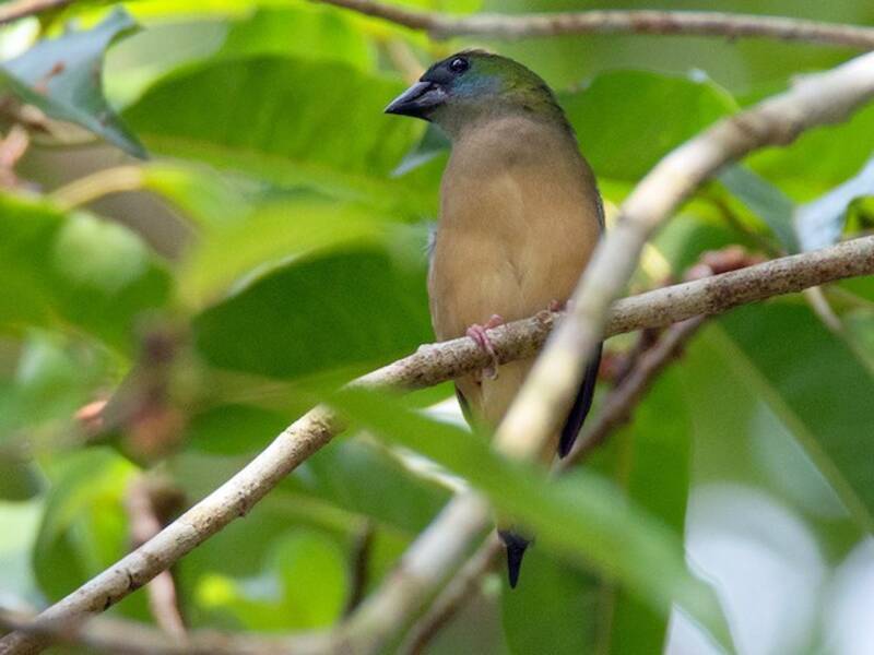 Pin-tailed Parrotfinch, Photos 3