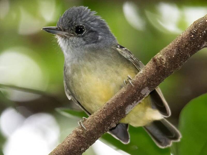 Einfarb-Ameisenvireo, Fotos 4