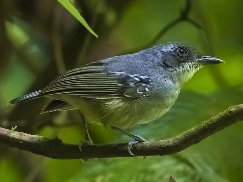 Einfarb-Ameisenvireo, Fotos 2