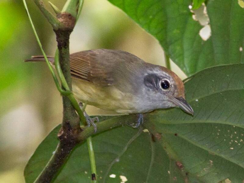 Plain Antvireo