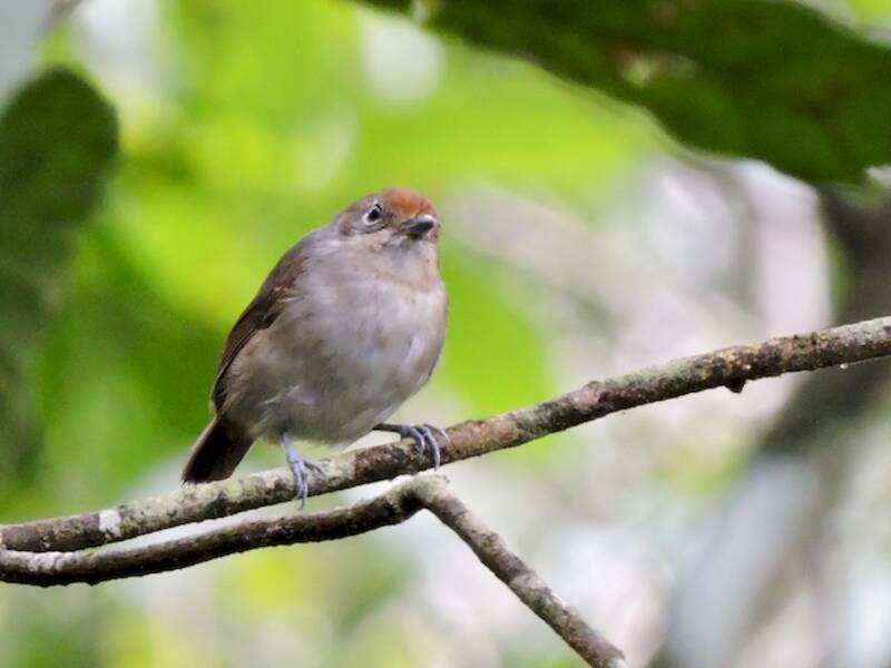 Einfarb-Ameisenvireo, Fotos 3