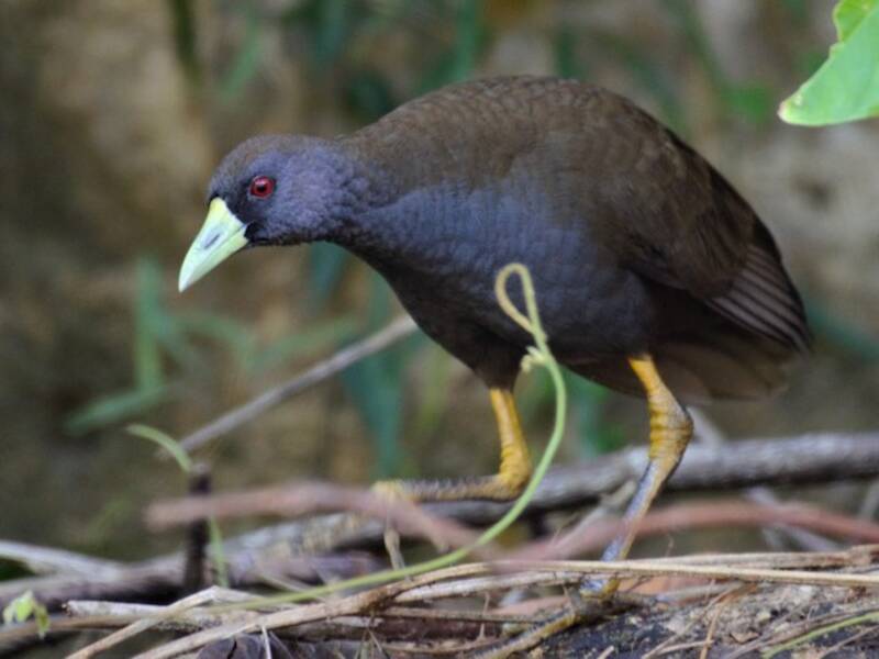 Plain Bush-hen, 照片 3