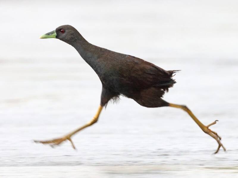 Plain Bush-hen, 照片 2