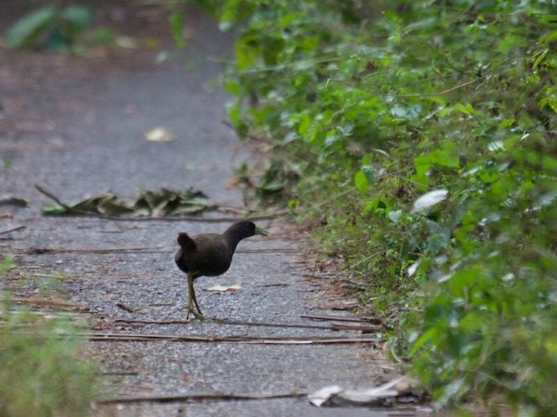 Plain Bush-hen, 照片 4