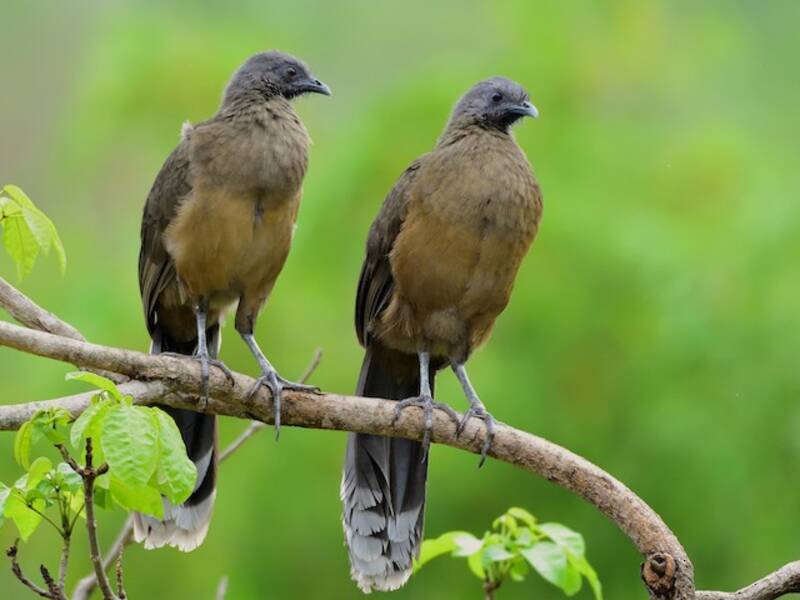 Einfarbchachalaca, Fotos 4