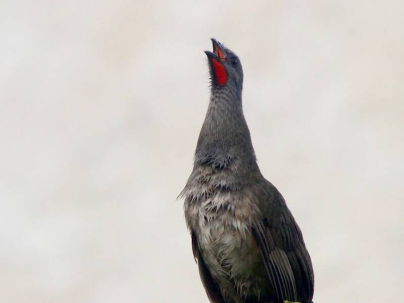 Einfarbchachalaca, Fotos 2