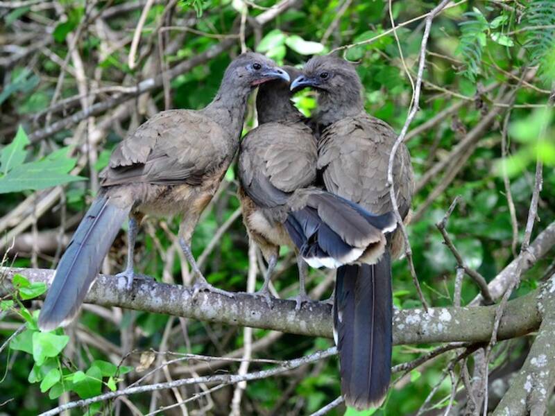Einfarbchachalaca, Fotos 3