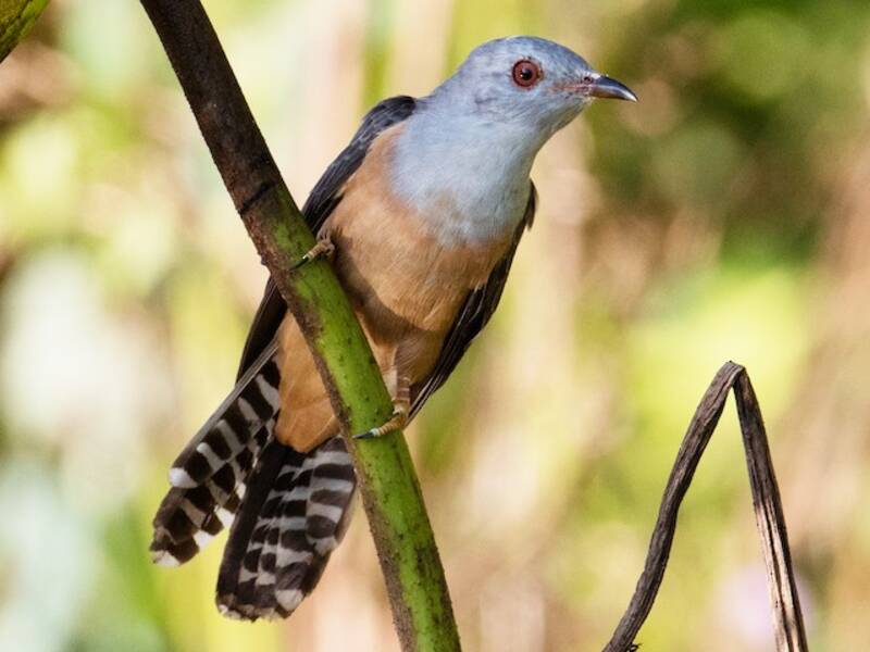 Plaintive Cuckoo, Photos 3