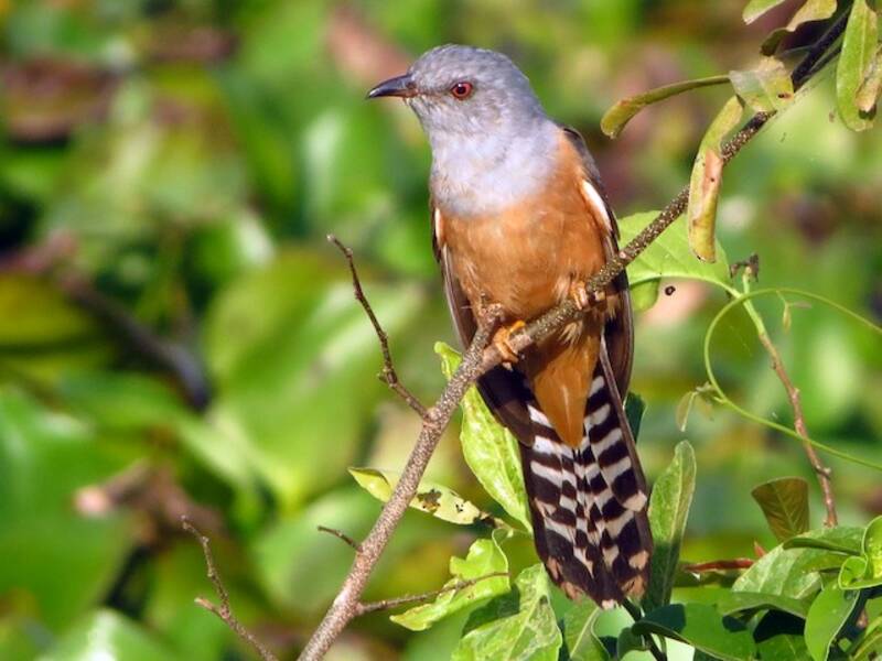 Plaintive Cuckoo, Photos 2