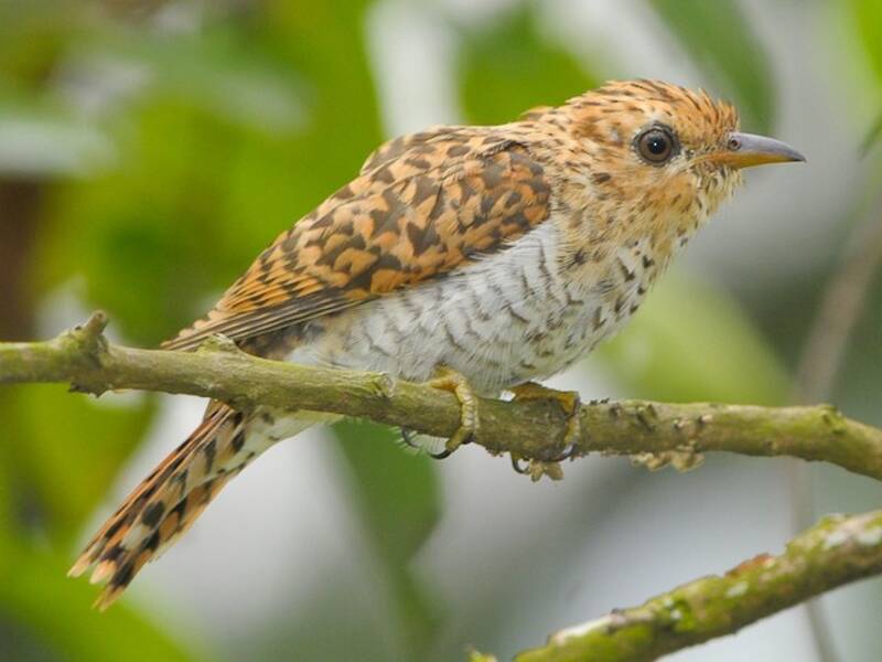 Plaintive Cuckoo, Photos 4