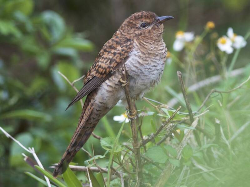 Plaintive Cuckoo