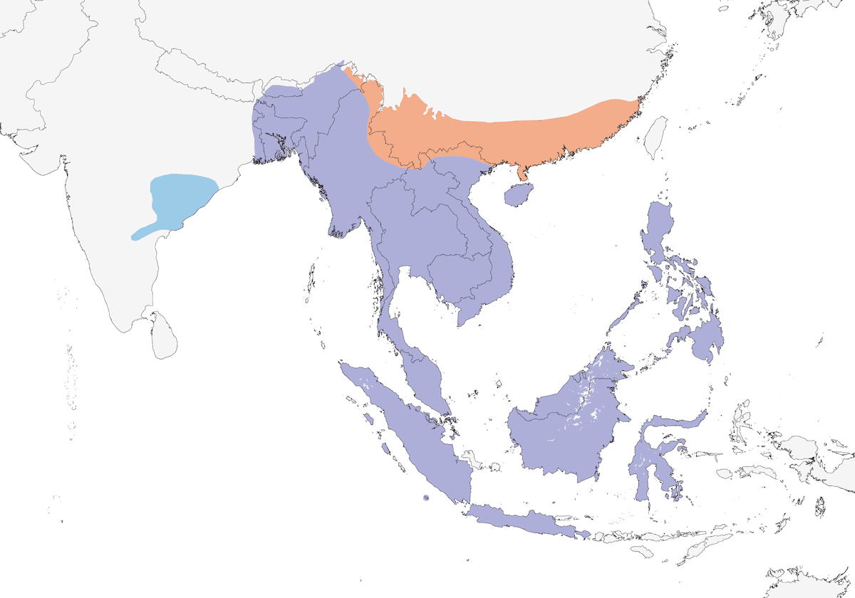 Plaintive Cuckoo, Distribution 1