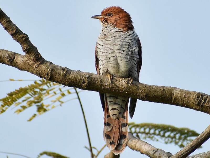 Cuco ventrigrís, Fotos 3