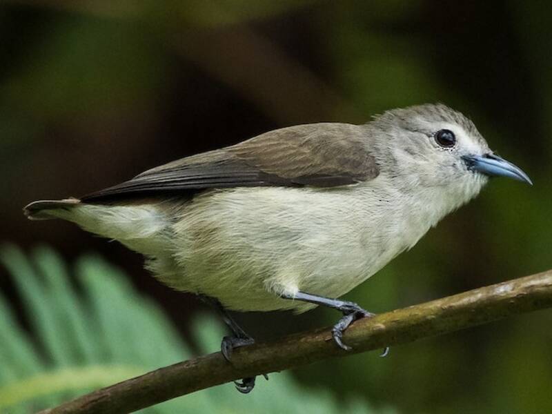 Nilgiri Flowerpecker