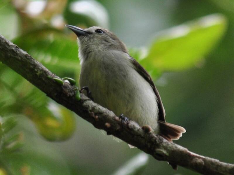 Nilgiri-Mistelfresser, Fotos 3
